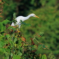 Héron garde-boeufs ;  Bubulcus ibis ; Cattle Egret