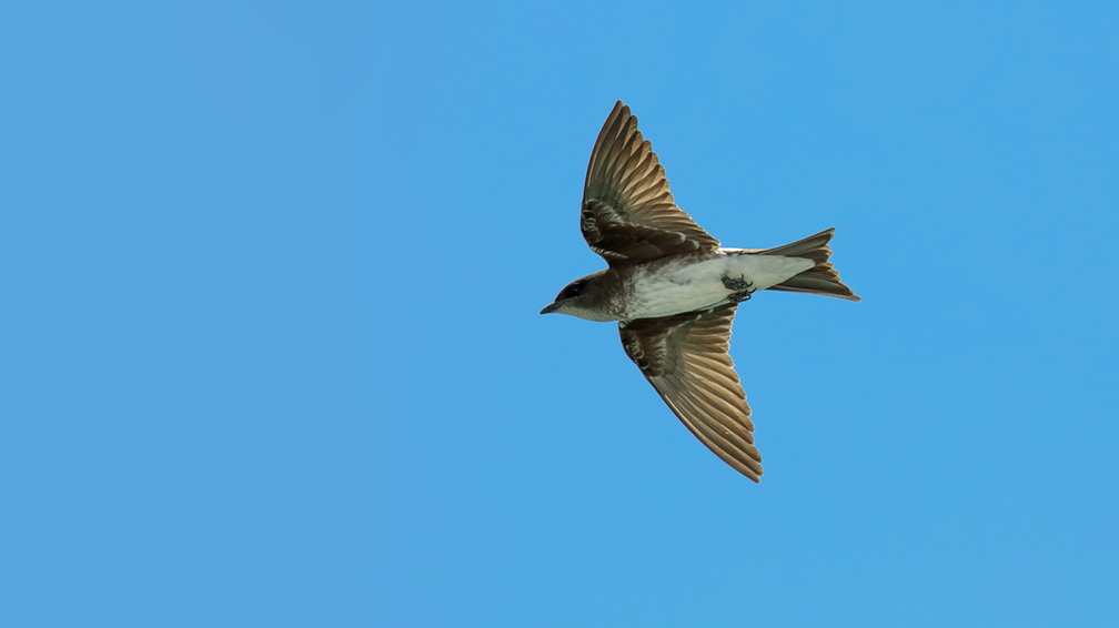 Hirondelle chalybée ;   Progne chalybea ; Gray-breasted Swallow