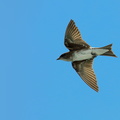 Hirondelle chalybée ;   Progne chalybea ; Gray-breasted Swallow