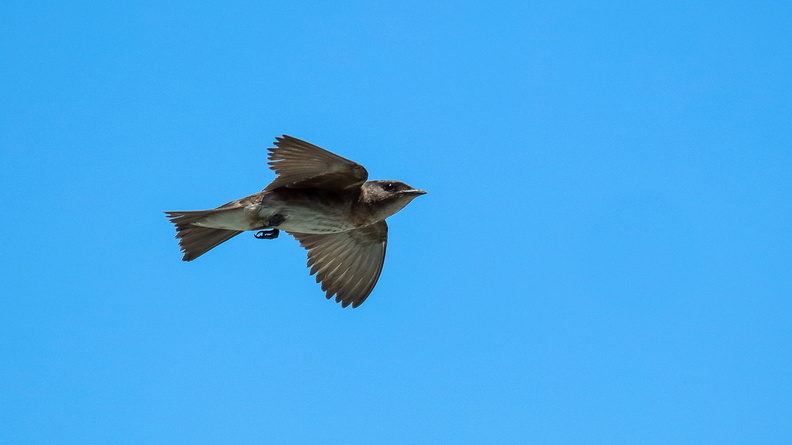 Hirondelle chalybée ;   Progne chalybea ; Gray-breasted Swallow (2).jpg