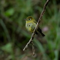 Moucherolle jaunâtre ;   Empidonax flavescens ; Yellowish Flycatcher