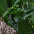 Onoré du Mexique ;  Tigrisoma mexicanus ; Bare-throated Tiger-Heron