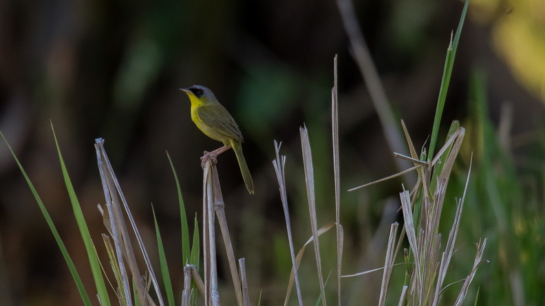 Paruline à calotte grise ;   Geothlypis poliocephala ; Gray-crowned Yellowthroat.jpg