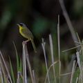 Paruline à calotte grise ;   Geothlypis poliocephala ; Gray-crowned Yellowthroat
