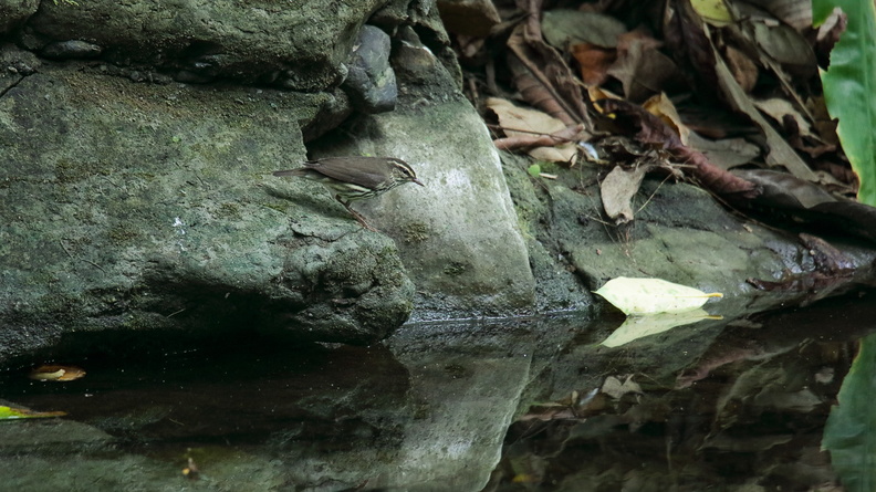 Paruline des ruisseaux ;    Parkesia noveboracensis ; Northern Watertrush.jpg