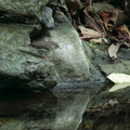 Paruline des ruisseaux ;    Parkesia noveboracensis ; Northern Watertrush