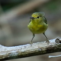 Paruline jaune ;   Setophaga petechia ; Yellow Warbler