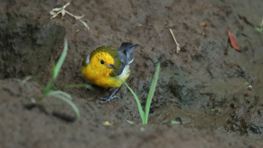Paruline jaune ;   Setophaga petechia ; Yellow Warbler 