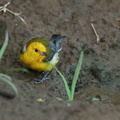 Paruline jaune ;   Setophaga petechia ; Yellow Warbler 