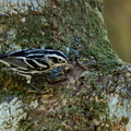 Paruline noir et blanc ;   Mniotilta varia ; Black-and-white Warbler