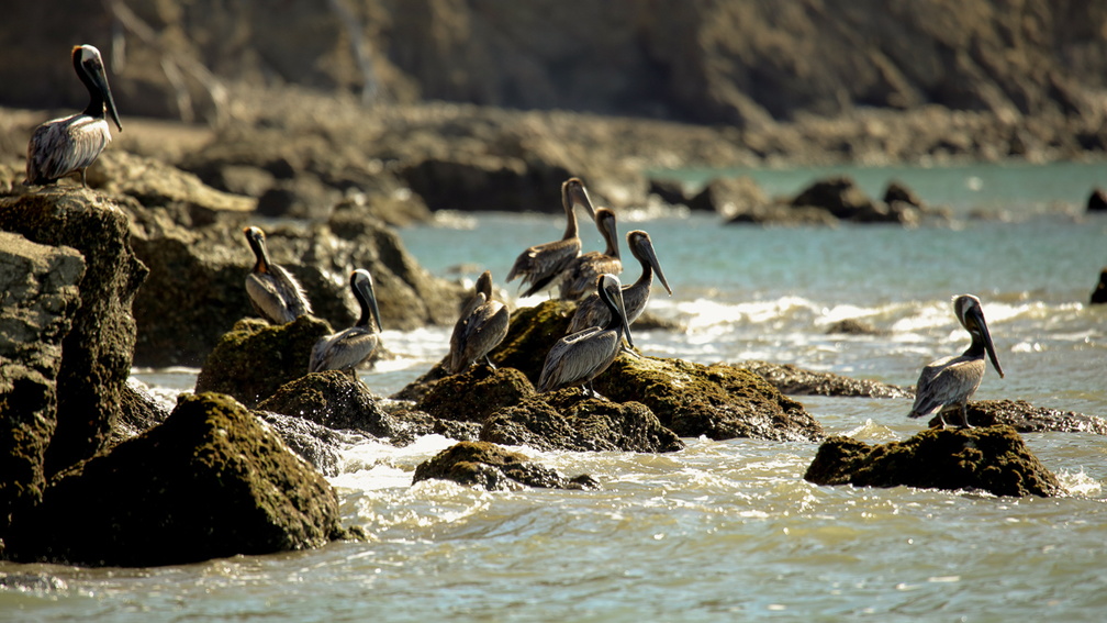 Pélican brun ;  Pelecanus occidentalis ; Brown Pelican 