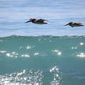 Pélican brun ;  Pelecanus occidentalis ; Brown Pelican 