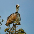 Pélican brun ;  Pelecanus occidentalis ; Brown Pelican