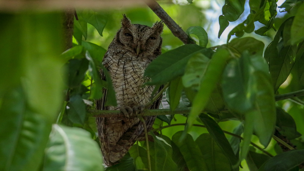 Petit-duc Choliba ;  Megascops (Otus) choliba ; Tropical screech-Owl