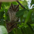 Petit-duc Choliba ;  Megascops (Otus) choliba ; Tropical screech-Owl