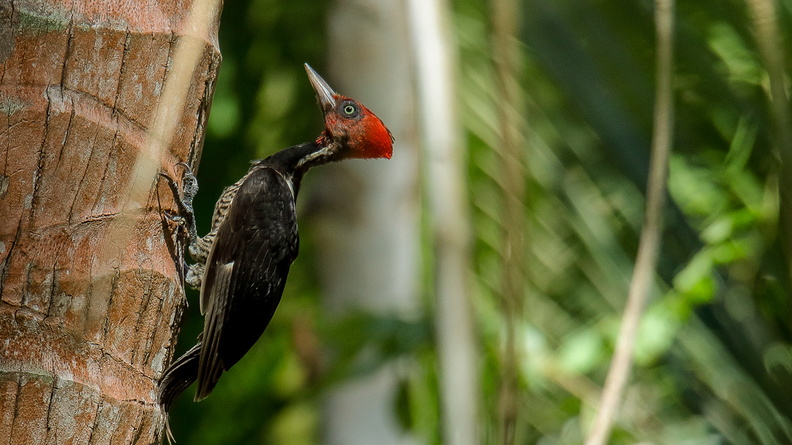 Pic à bec clair     Campephilus guattemalensis ; Pale-billed Woodpecker (1).jpg