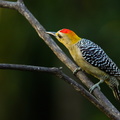 Pic de Hoffmann ;    Melanerpes hoffmannii ; Hoffmann's Woodpecker