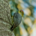 Pic de Hoffmann ;    Melanerpes hoffmannii ; Hoffmann's Woodpecker 