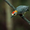 Pic de Hoffmann ;    Melanerpes hoffmannii ; Hoffmann's Woodpecker