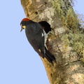 Pic glandivore ;   Melanerpes formicivorus ; Acorn Woodpecker