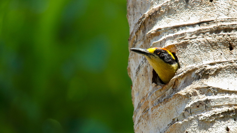 Pic masqué ;   Melanerpes chrysauchen ; Golden-naped Woodpecker 