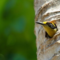 Pic masqué ;   Melanerpes chrysauchen ; Golden-naped Woodpecker 