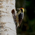 Pic masqué ;   Melanerpes chrysauchen ; Golden-naped Woodpecker