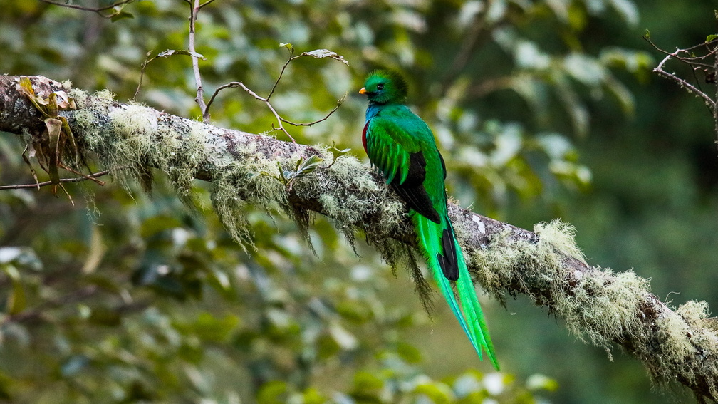 Quetzal resplendissant ;    Pharomachrus mocinno ; Resplendent Quetzal