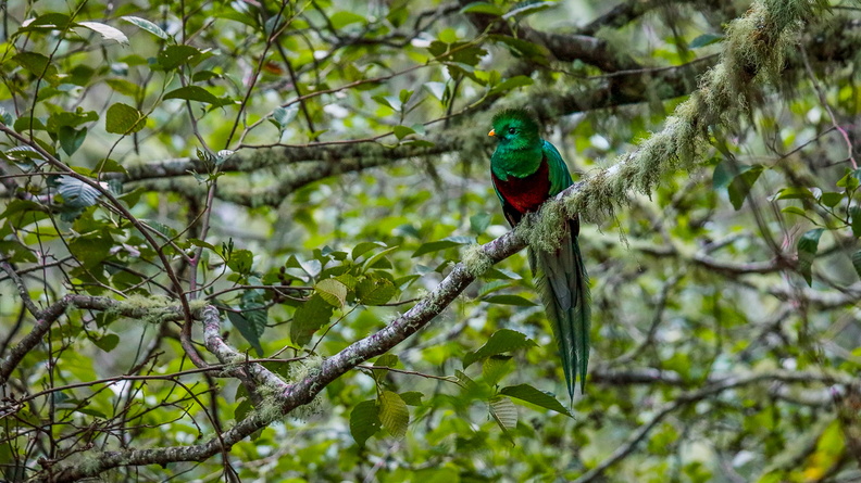 Quetzal resplendissant ;    Pharomachrus mocinno ; Resplendent Quetzal