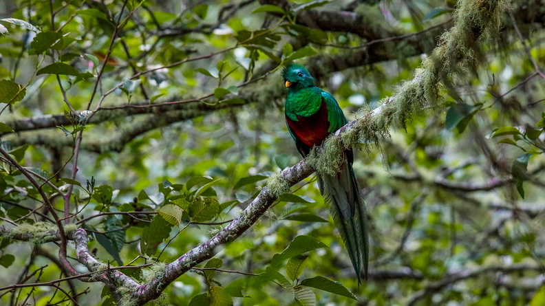 Quetzal resplendissant ;    Pharomachrus mocinno ; Resplendent Quetzal (5).jpg
