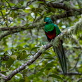 Quetzal resplendissant ;    Pharomachrus mocinno ; Resplendent Quetzal 