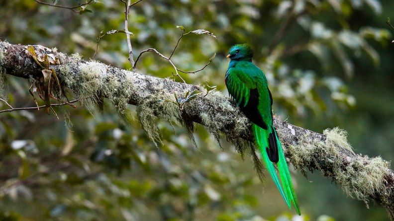 Quetzal resplendissant ;    Pharomachrus mocinno ; Resplendent Quetzal (7).jpg