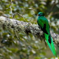 Quetzal resplendissant ;    Pharomachrus mocinno ; Resplendent Quetzal 