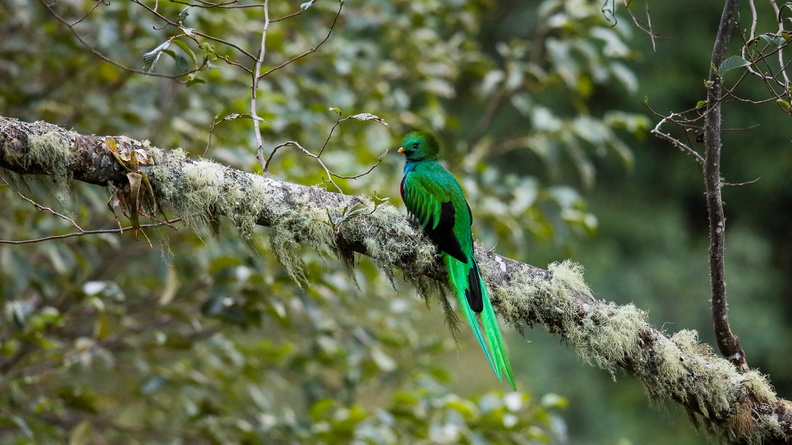 Quetzal resplendissant ;    Pharomachrus mocinno ; Resplendent Quetzal (8).jpg