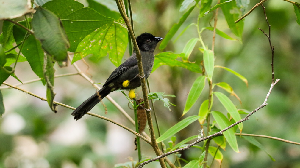 Tohi à cuisses jaunes ;    Pselliophorus tibialis ; Yellow-thighed Finch 
