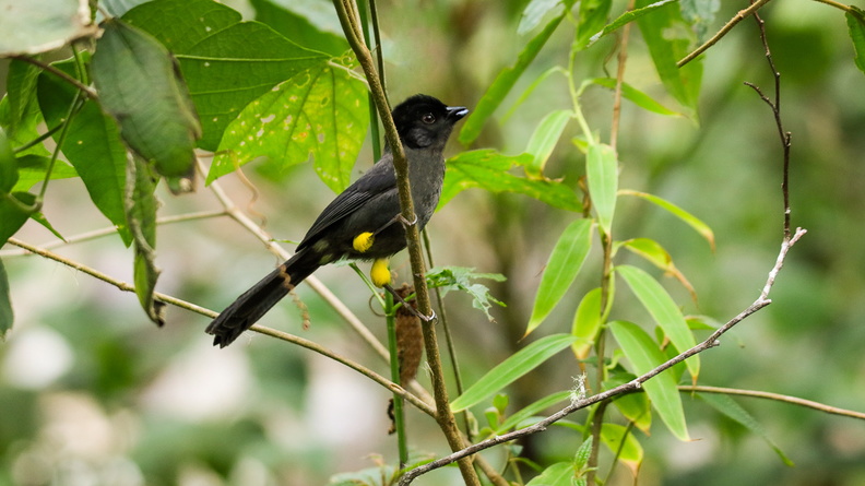 Tohi à cuisses jaunes ;    Pselliophorus tibialis ; Yellow-thighed Finch (4).jpg