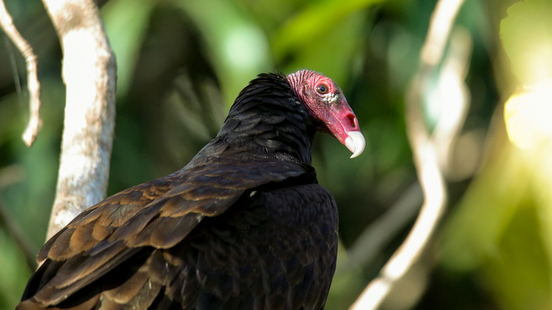 Urubu à tête rouge   Cathartes aura ; Turkey Vulture (1).jpg