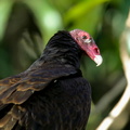 Urubu à tête rouge   Cathartes aura ; Turkey Vulture