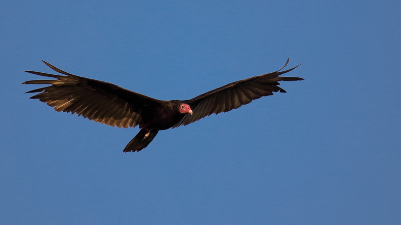Urubu à tête rouge   Cathartes aura ; Turkey Vulture (3).jpg