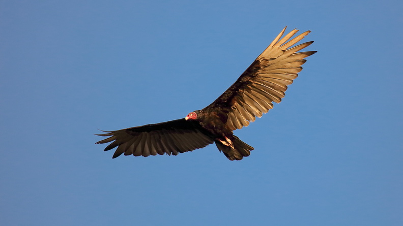 Urubu à tête rouge   Cathartes aura ; Turkey Vulture (6).jpg