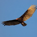 Urubu à tête rouge   Cathartes aura ; Turkey Vulture