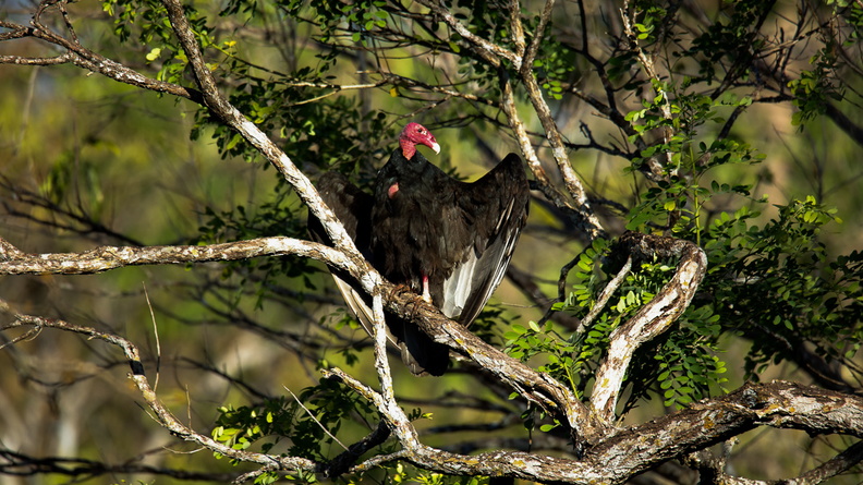 Urubu à tête rouge   Cathartes aura ; Turkey Vulture (7).jpg