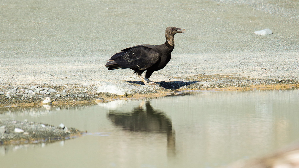 Urubu noir ;  Coragyps atratus ; Black Vulture