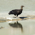 Urubu noir ;  Coragyps atratus ; Black Vulture