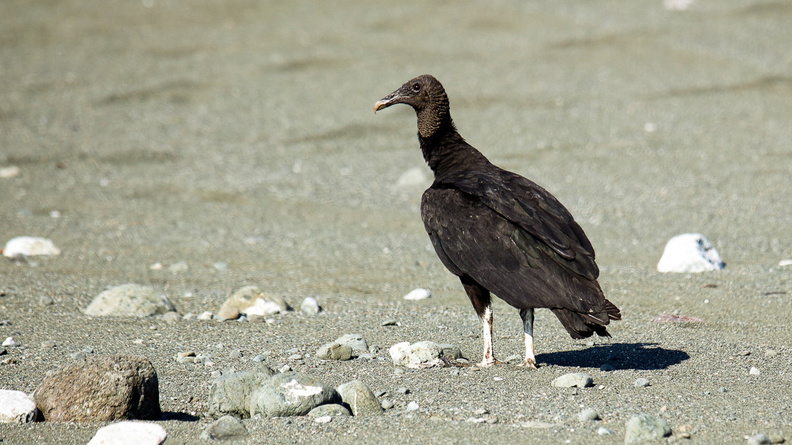 Urubu noir ;  Coragyps atratus ; Black Vulture (2).jpg