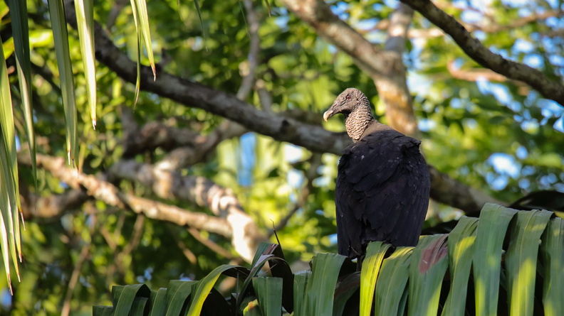 Urubu noir ;  Coragyps atratus ; Black Vulture 