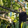 Urubu noir ;  Coragyps atratus ; Black Vulture 