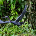 Aigrette bleue ;  Egretta caerulea ; Little Blue Heron 