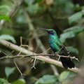 Colibri anaïs (4)