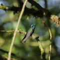 Colibri anaïs (5)